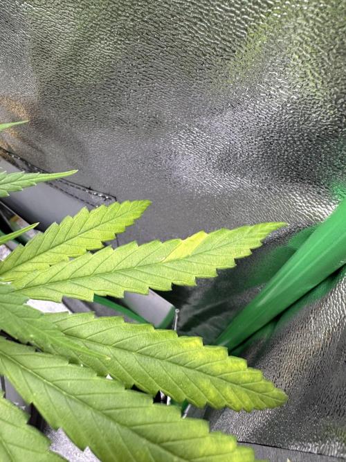 RQS Royal Dwarf Auto (1st grow). Week 9 - Tag 63 – CalMag-Mangel