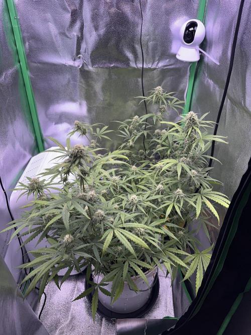 RQS Royal Dwarf Auto (1st grow). Week 10 - Tag 67