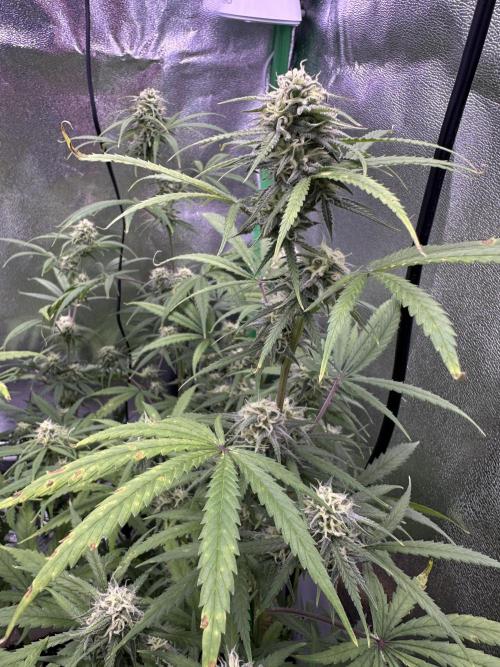 RQS Royal Dwarf Auto (1st grow). Week 10 - Tag 67