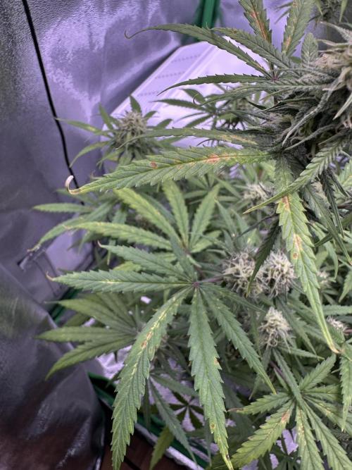 RQS Royal Dwarf Auto (1st grow). Week 10 - Tag 67