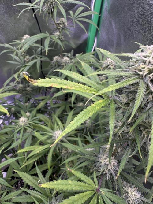 RQS Royal Dwarf Auto (1st grow). Week 10 - Tag 67 - Die Blattspitzen beginnen auszutrocknen und sich nach oben einzurollen 