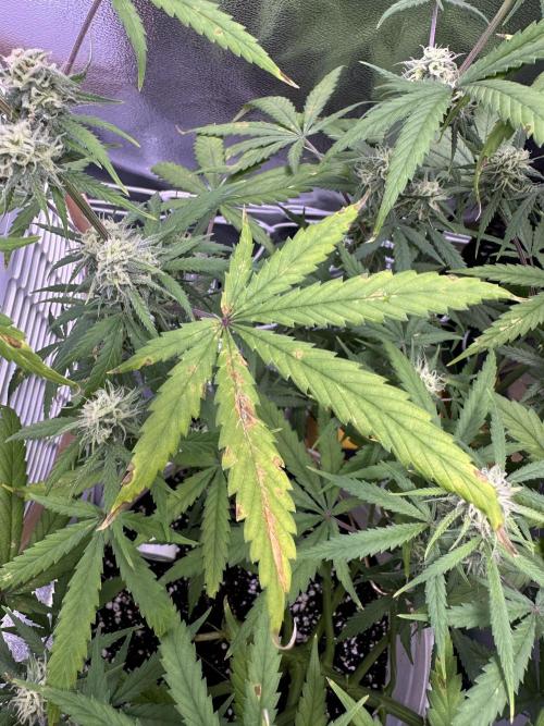 RQS Royal Dwarf Auto (1st grow). Week 10 - Tag 67 - Hoffentlich tritt das Problem nie wieder auf.