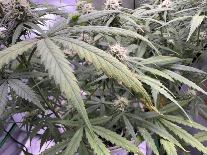 RQS Royal Dwarf Auto (1st grow). Week 10 - Tag 67