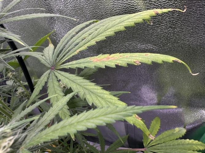 RQS Royal Dwarf Auto (1st grow). Week 10 - Tag 67