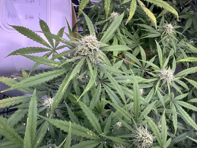 RQS Royal Dwarf Auto (1st grow). Week 10 - Tag 67