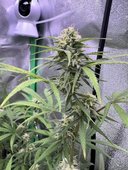 RQS Royal Dwarf Auto (1st grow). Week 10 - Tag 67