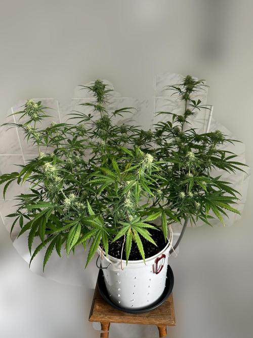 RQS Royal Dwarf Auto (1st grow). Week 10 - Tag 67