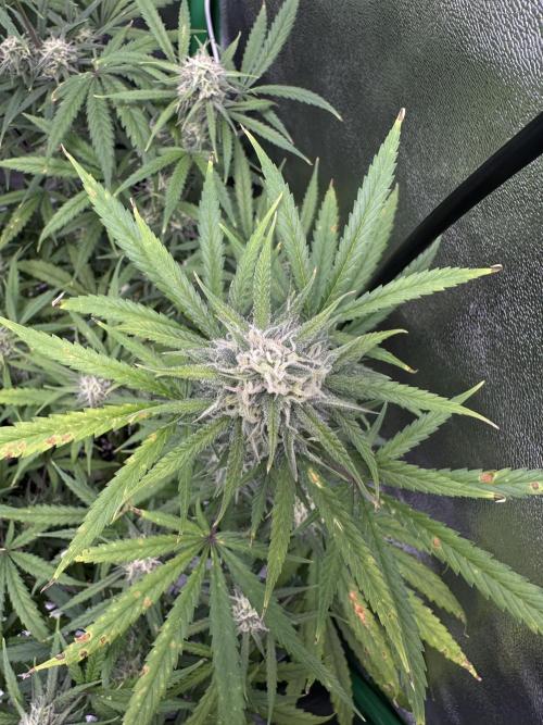 RQS Royal Dwarf Auto (1st grow). Week 10 - Tag 68 - Die Zuckerblätter werden wirklich „süß“ bzw. harzig!