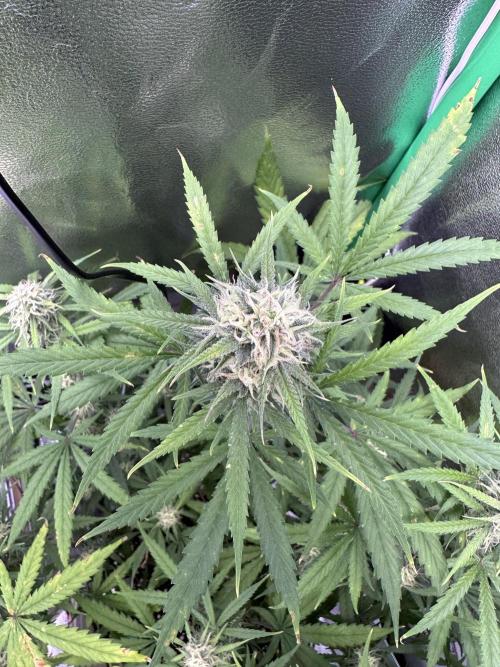 RQS Royal Dwarf Auto (1st grow). Week 10 - Tag 68