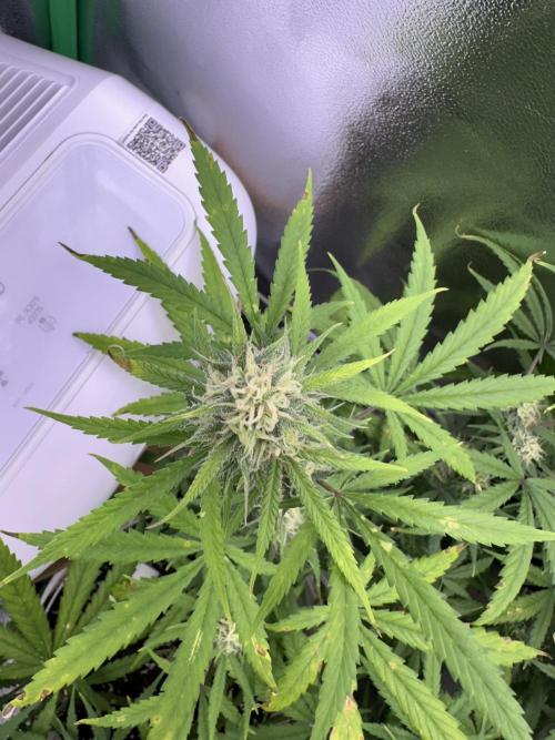 RQS Royal Dwarf Auto (1st grow). Week 10 - Tag 68