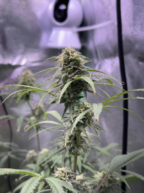 RQS Royal Dwarf Auto (1st grow). Week 10 - Tag 68