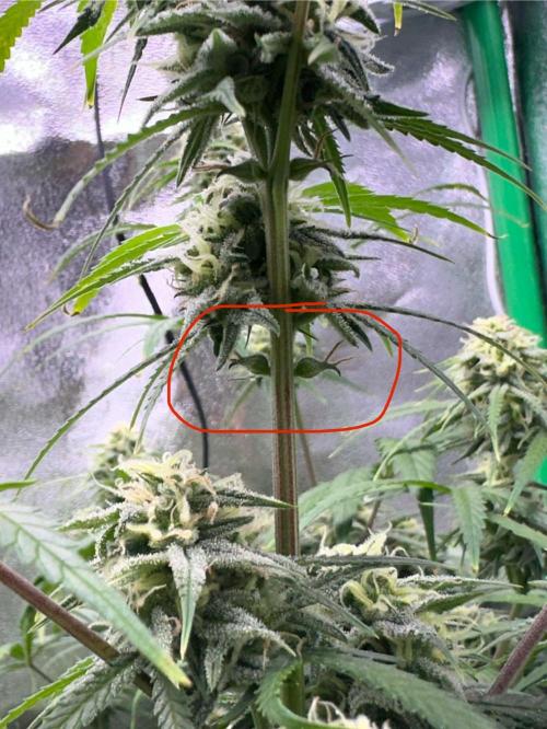 RQS Royal Dwarf Auto (1st grow). Week 10 - Tag 68 - keine Ahnung was das ist, vermutlich Blütenkelche