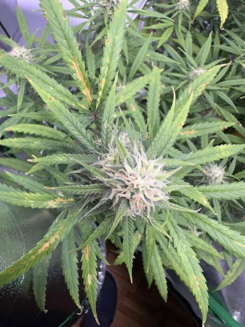 RQS Royal Dwarf Auto (1st grow). Week 10 - Tag 68