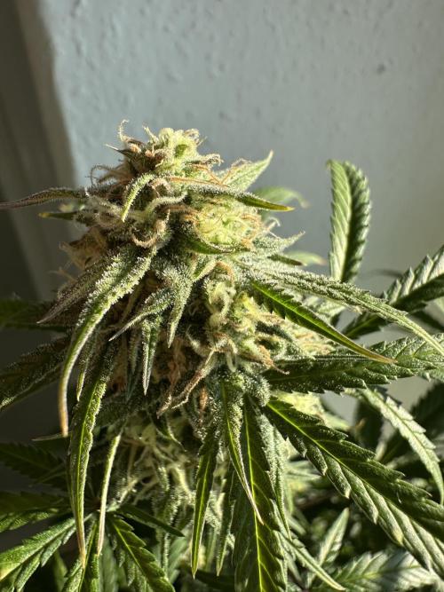 RQS Royal Dwarf Auto (1st grow). Week 11 - Tag 72