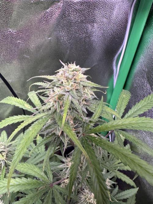 RQS Royal Dwarf Auto (1st grow). Week 11 - Tag 73