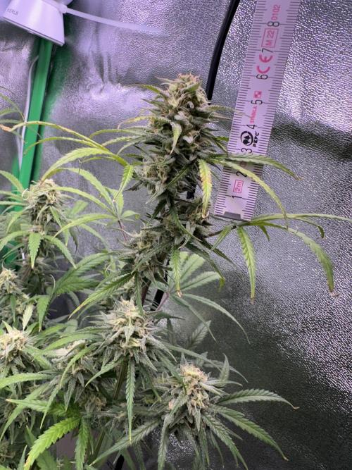 RQS Royal Dwarf Auto (1st grow). Week 11 - Tag 74