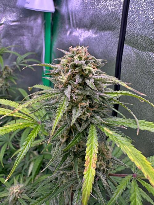 RQS Royal Dwarf Auto (1st grow). Week 11 - Tag 74