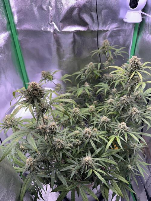 RQS Royal Dwarf Auto (1st grow). Week 11 - Tag 74