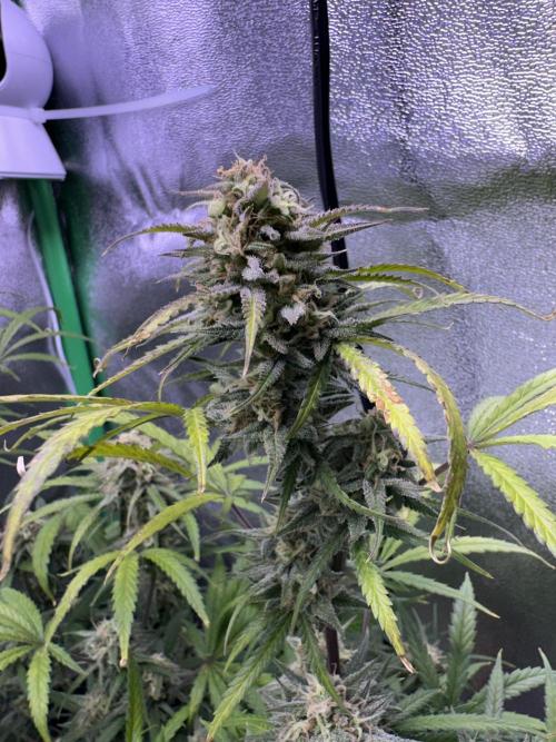 RQS Royal Dwarf Auto (1st grow). Week 11 - Tag 76