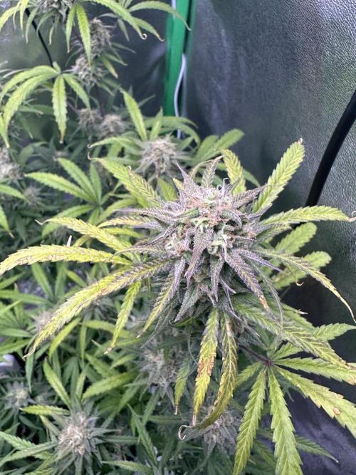 Royal Dwarf. Week 11