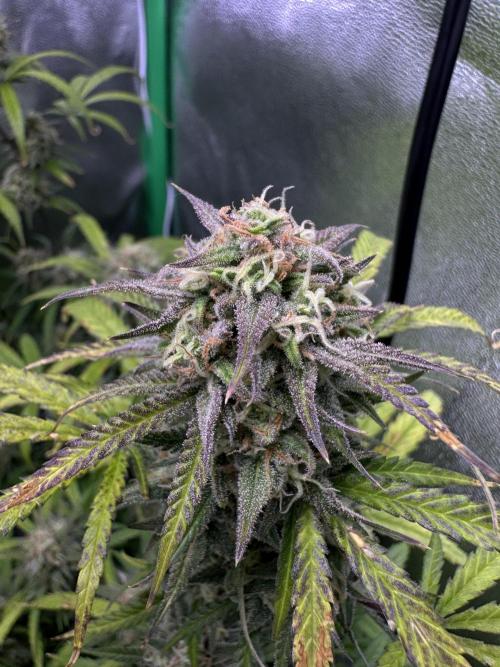 RQS Royal Dwarf Auto (1st grow). Week 12 - Tag 78