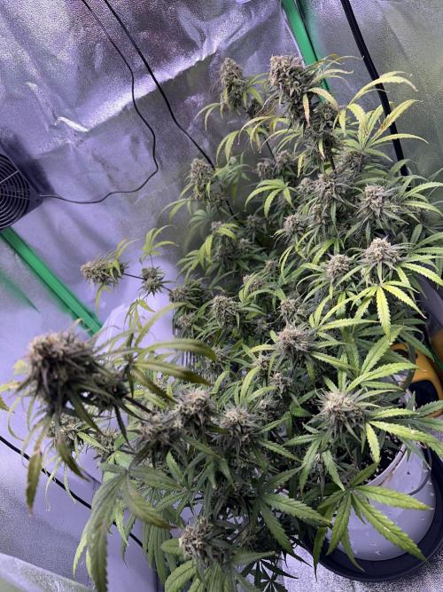 RQS Royal Dwarf Auto (1st grow). Week 12 - Tag 80