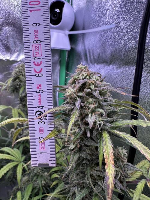 RQS Royal Dwarf Auto (1st grow). Week 12 - Tag 80