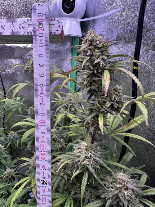 Royal Dwarf. Week 12
