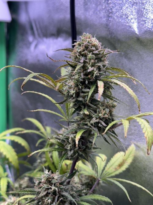 RQS Royal Dwarf Auto (1st grow). Week 13 - Tag 85