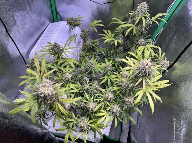 RQS Royal Dwarf Auto (1st grow). Week 13 - Tag 85