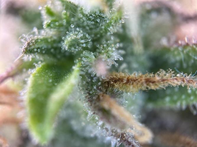 RQS Royal Dwarf Auto (1st grow). Week 13 - Tag 86
