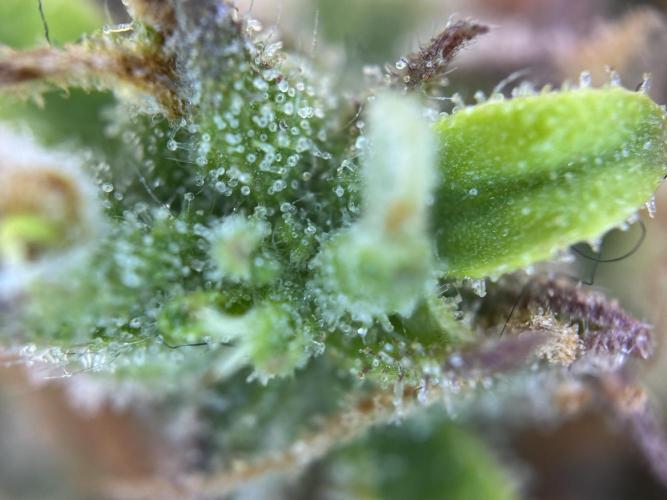 RQS Royal Dwarf Auto (1st grow). Week 13 - Tag 86 - Die Trichome werden langsam milchig, aber viele sind noch durchsichtig.