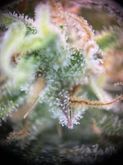 RQS Royal Dwarf Auto (1st grow). Week 13 - Tag 86