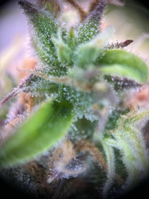 RQS Royal Dwarf Auto (1st grow). Week 13 - Tag 86