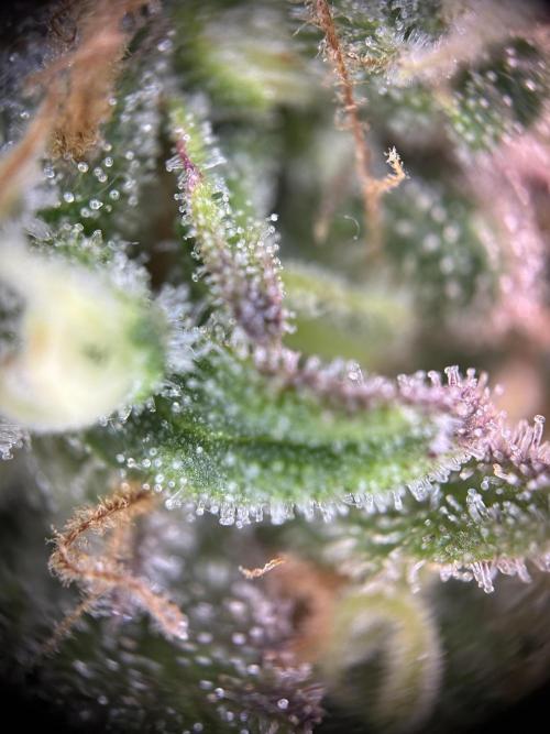 Royal Dwarf. Week 13