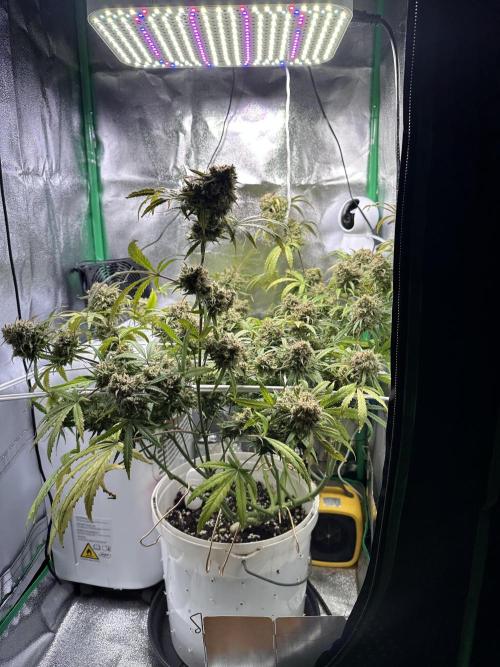 RQS Royal Dwarf Auto (1st grow). Week 14 - Tag 96