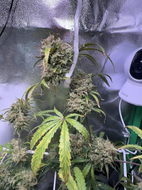 Royal Dwarf. Week 14