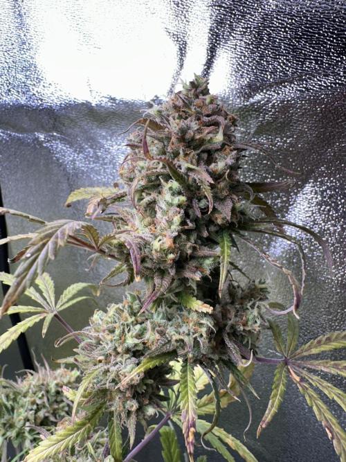 Royal Dwarf. Week 15