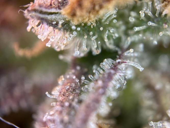 RQS Royal Dwarf Auto (1st grow). Week 16