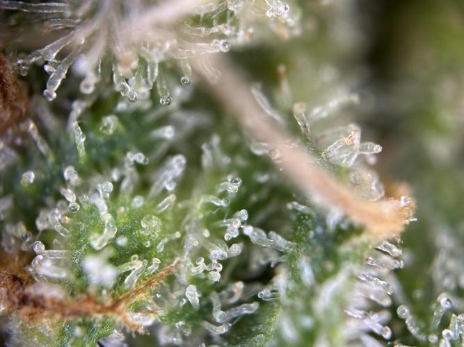 RQS Royal Dwarf Auto (1st grow). Week 16