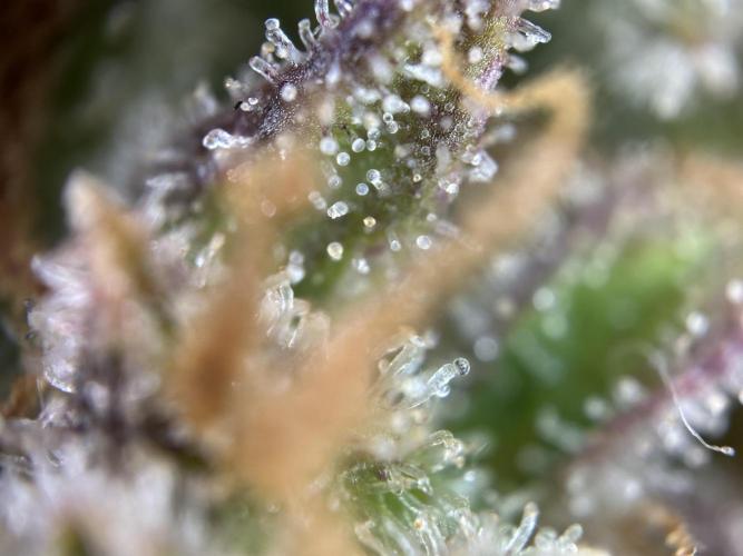 RQS Royal Dwarf Auto (1st grow). Week 16