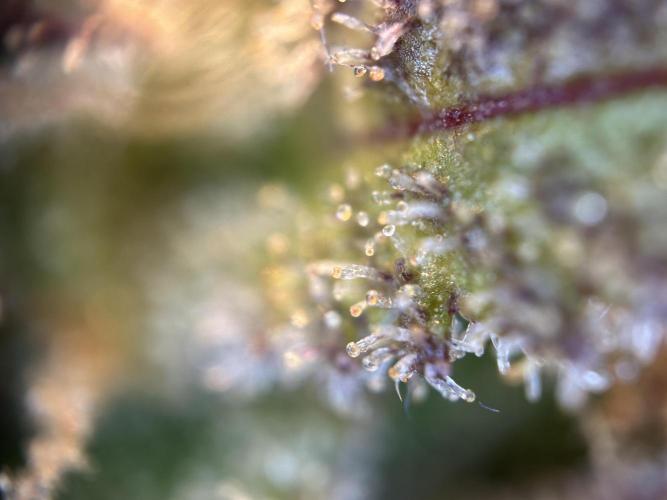 RQS Royal Dwarf Auto (1st grow). Week 16