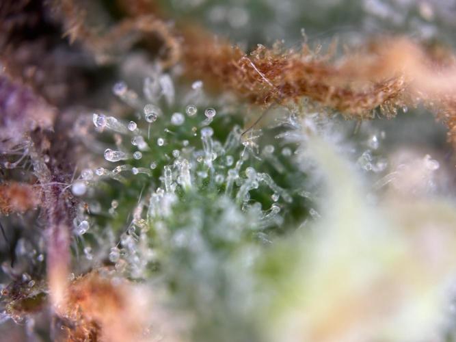 RQS Royal Dwarf Auto (1st grow). Week 16