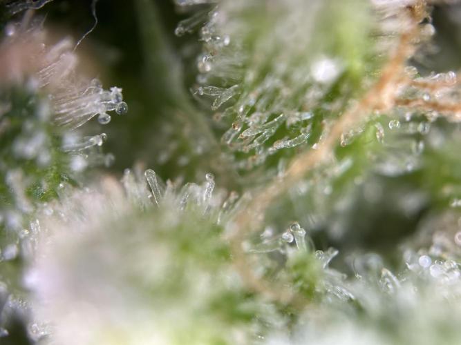 RQS Royal Dwarf Auto (1st grow). Week 16