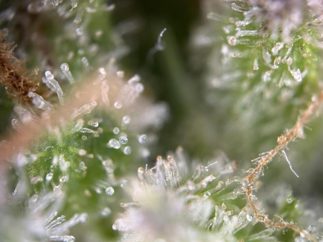 RQS Royal Dwarf Auto (1st grow). Week 16