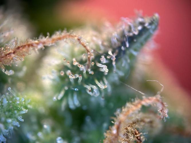 RQS Royal Dwarf Auto (1st grow). Week 16