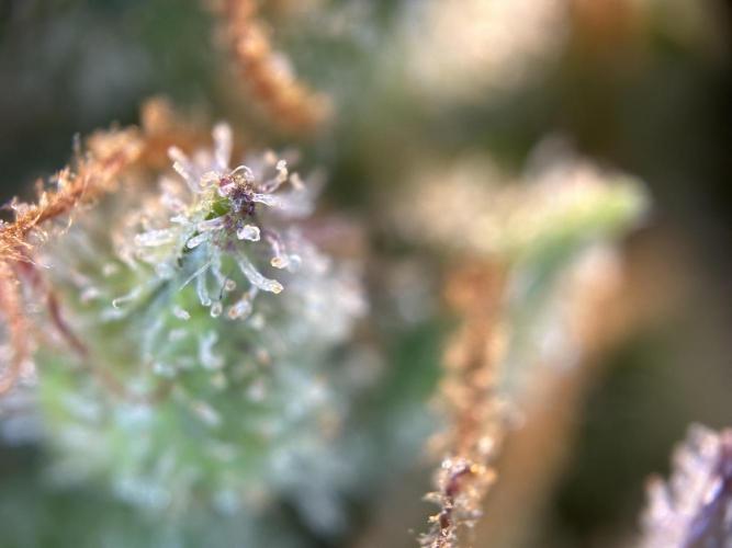 RQS Royal Dwarf Auto (1st grow). Week 16