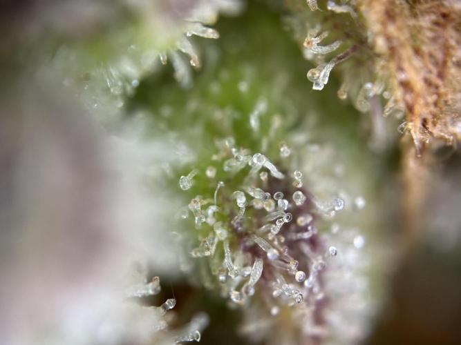 RQS Royal Dwarf Auto (1st grow). Week 16