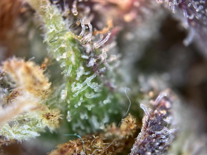 RQS Royal Dwarf Auto (1st grow). Week 16