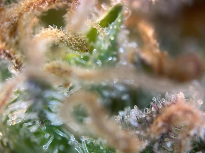 RQS Royal Dwarf Auto (1st grow). Week 16